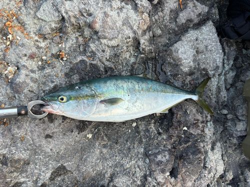 ハマチの釣果