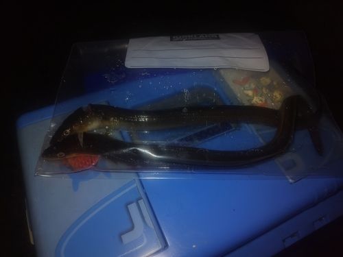 マアナゴの釣果