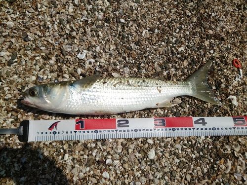 ボラの釣果