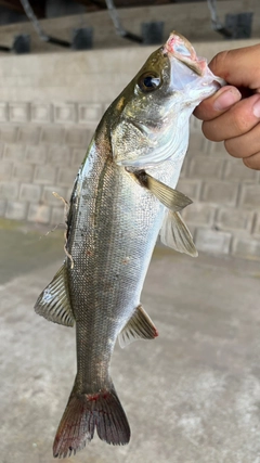セイゴ（マルスズキ）の釣果