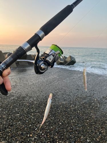 カマスの釣果
