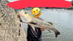 スズキの釣果