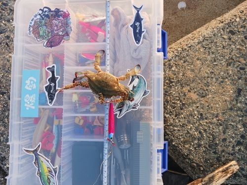 カニの釣果