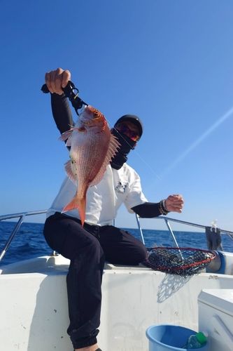 マダイの釣果