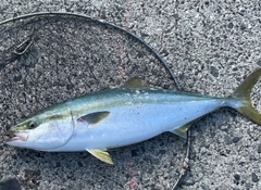 メジロの釣果