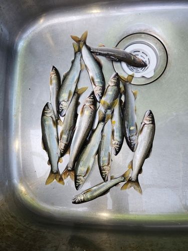 アユの釣果