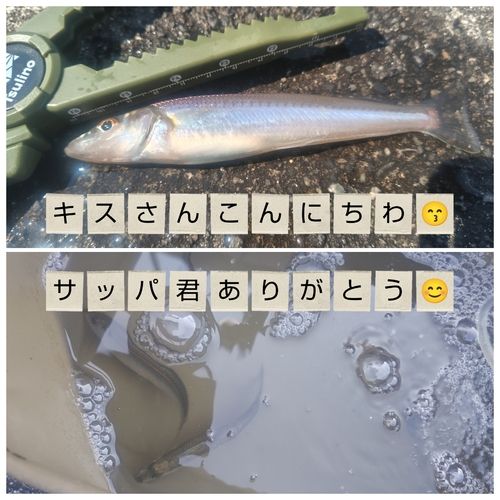シロギスの釣果