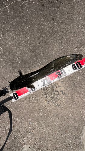 ナマズの釣果
