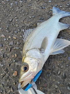 セイゴ（ヒラスズキ）の釣果
