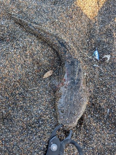 マゴチの釣果