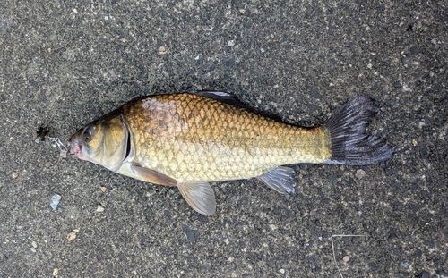ギンブナの釣果
