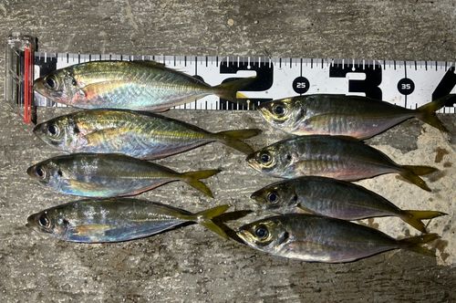 マアジの釣果