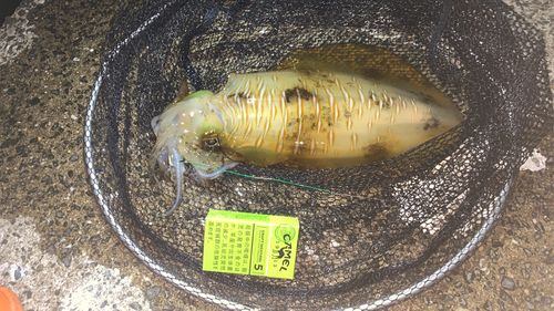 アオリイカの釣果