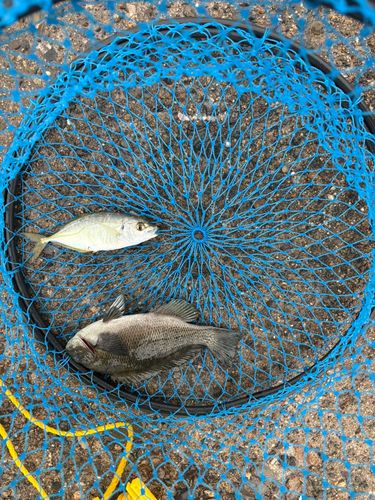 グレの釣果