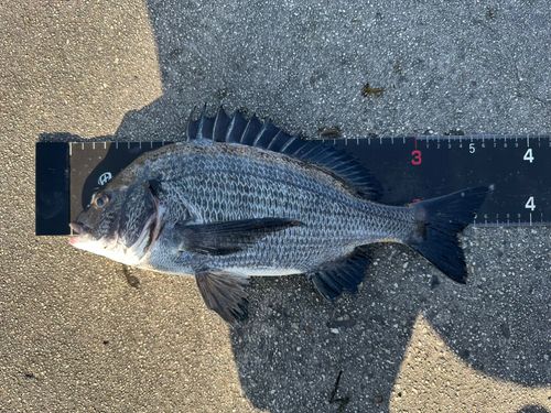 チヌの釣果