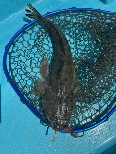 マゴチの釣果