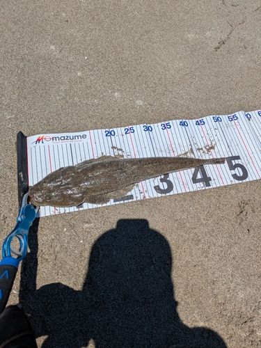 マゴチの釣果