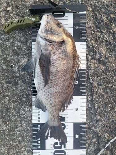 チヌの釣果