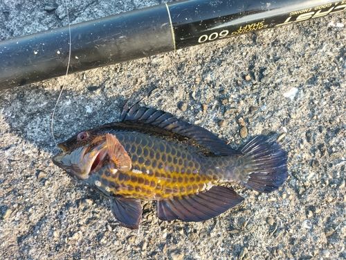 ベラの釣果