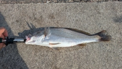 オオニベの釣果