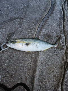 ハマチの釣果