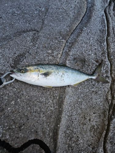 ハマチの釣果