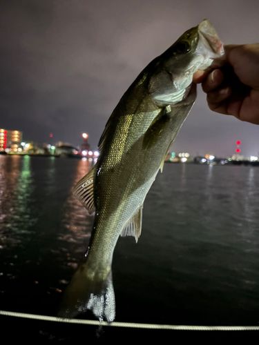 セイゴ（マルスズキ）の釣果