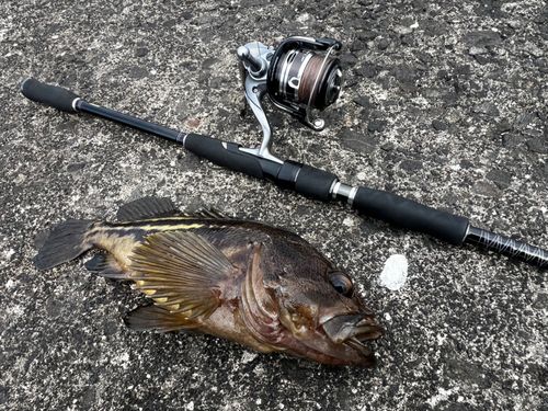 シマゾイの釣果