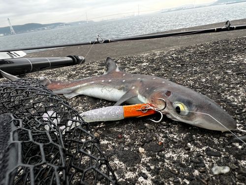 サメの釣果