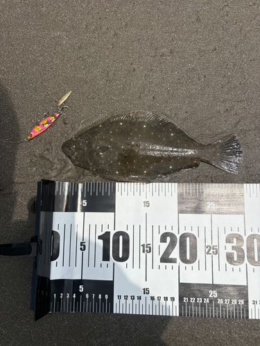 ソゲの釣果