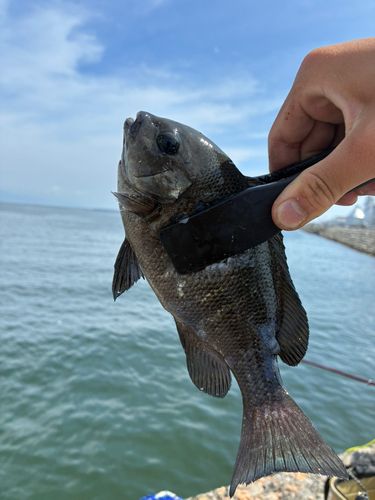 グレの釣果