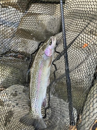 ニジマスの釣果
