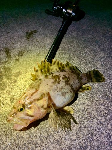 クロソイの釣果
