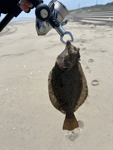 ソゲの釣果