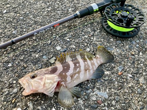 クエの釣果