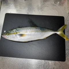 ヤズの釣果