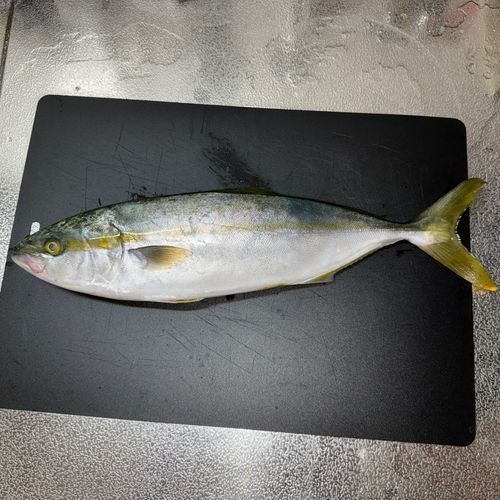 ヤズの釣果