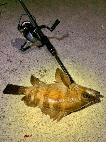 シロメバルの釣果