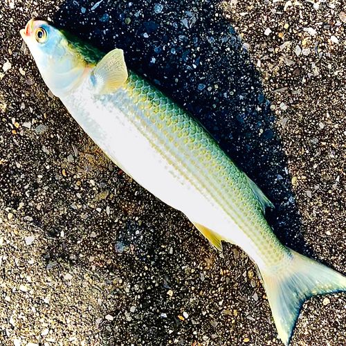 ボラの釣果