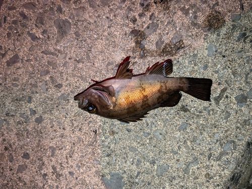 メバルの釣果