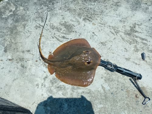 アカエイの釣果