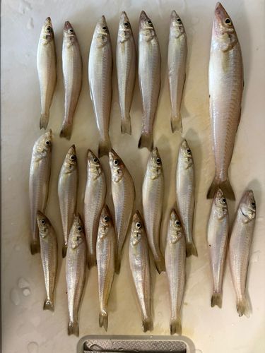 キスの釣果