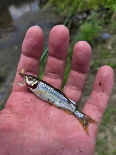 カワムツの釣果