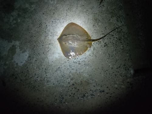 アカエイの釣果