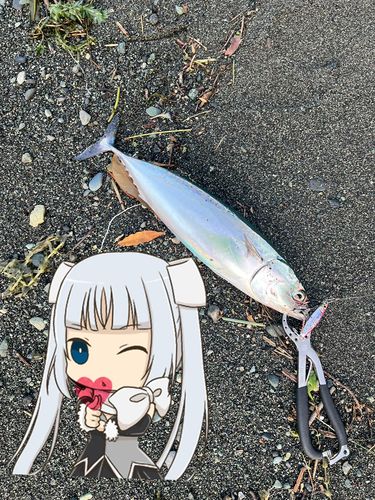 マルソウダの釣果
