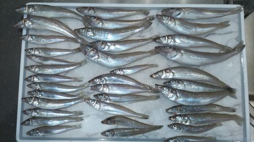 シロギスの釣果