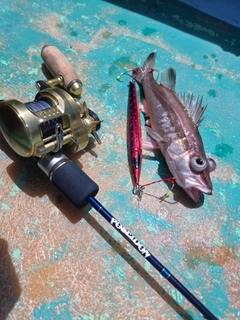 アラの釣果