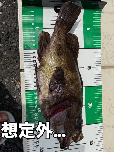 メバルの釣果