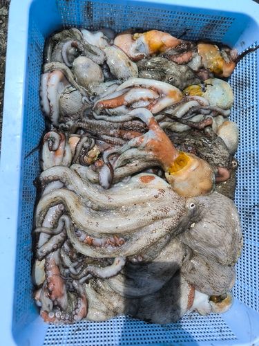 マダコの釣果