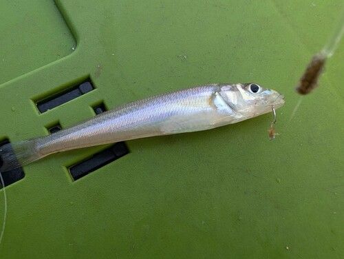 シロギスの釣果
